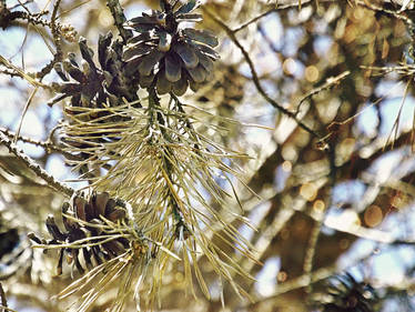 Pinecones