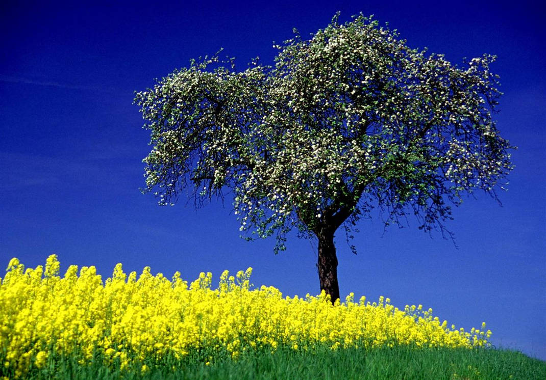Rapre Tree Rape'n'Tree by phoeton on DeviantArt