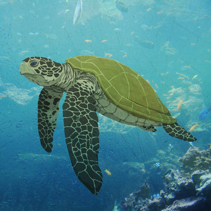 Wild Wednesday - Sea Turtle