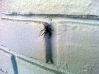 Spider On Wall