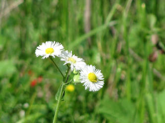 Small Daisies