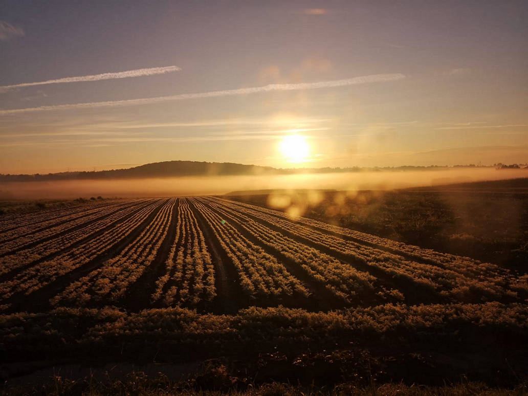 Dawn colors by TeddyPaintsArts on DeviantArt