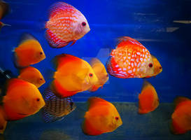 Fishy Underwater :) II