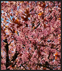 The Last Cherry Petal