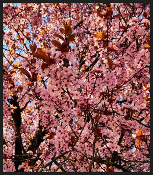 The Last Cherry Petal