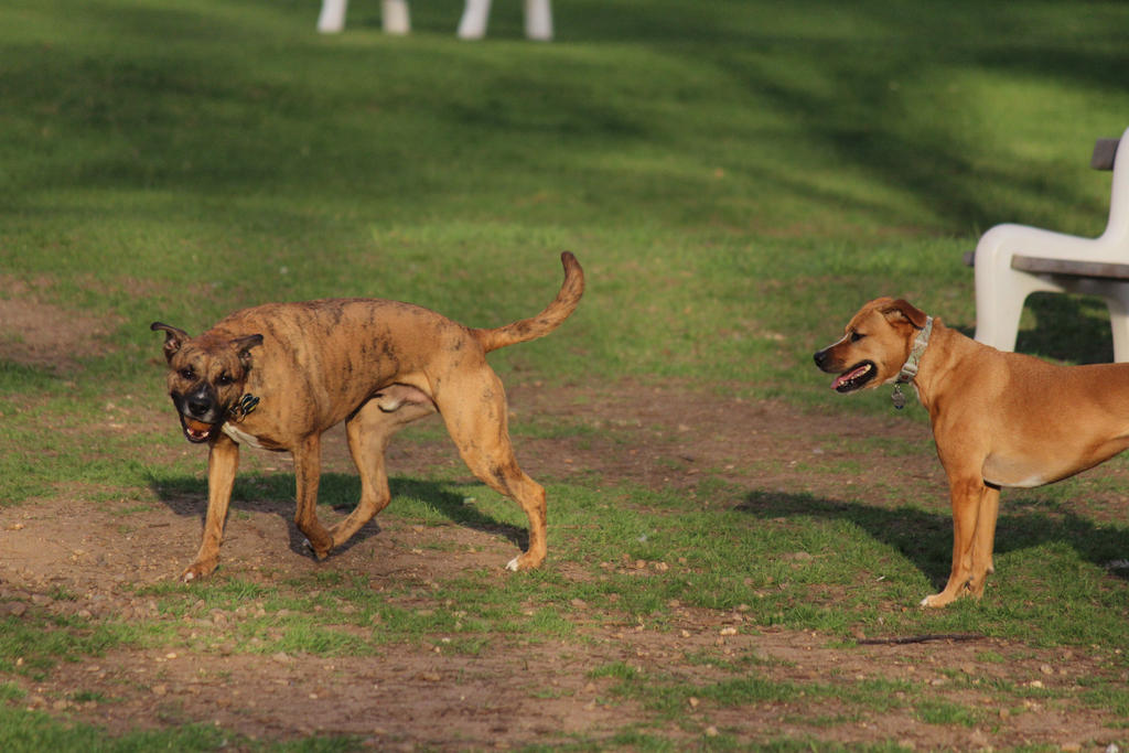 Dog Park