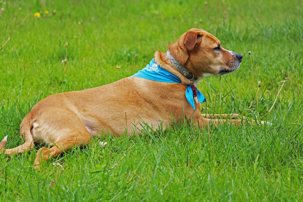 Raz by SecretPoet17 on DeviantArt