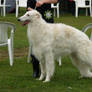 Borzoi