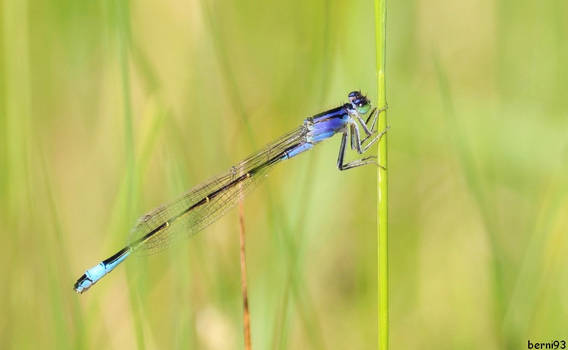 Blue-tailed damselfly