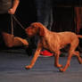 Hungarian Wire-Haired Pointer