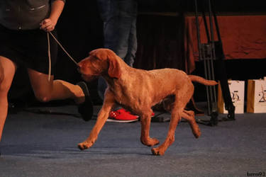 Hungarian Wire-Haired Pointer