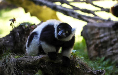 Black-and-white ruffed lemur