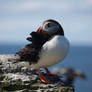 Solitary Puffin