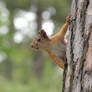 Squirrel Lookout