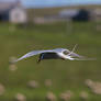 Arctic Tern