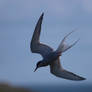 Tern Diving