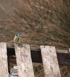 Blue Tit Flurry