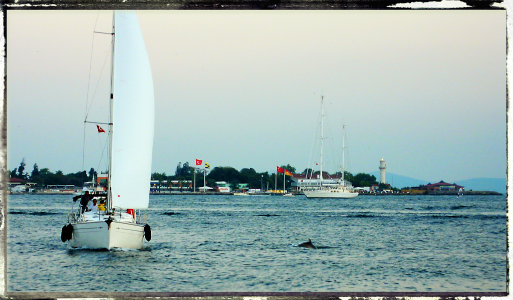 The Dolphin and the Sailboat