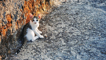 Sunset Kitten