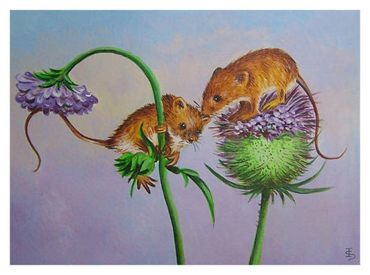 Harvest Mice