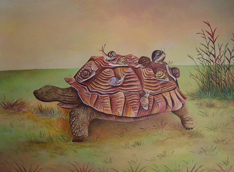 Tortoise Express