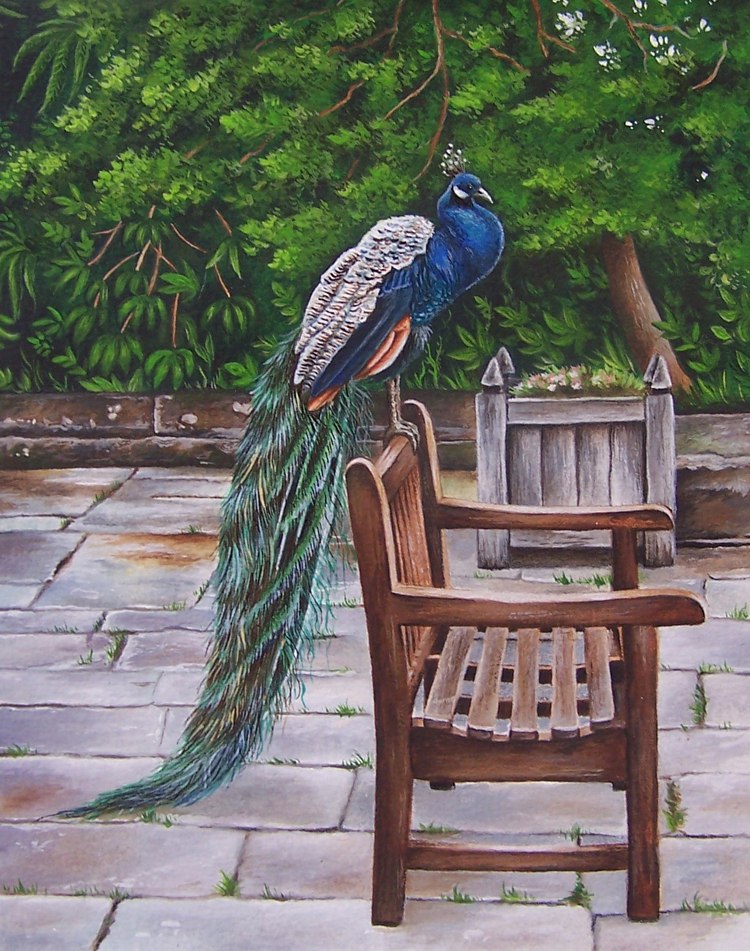 Peacock