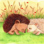 Hedgehog Love