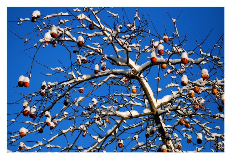 branch of seasons