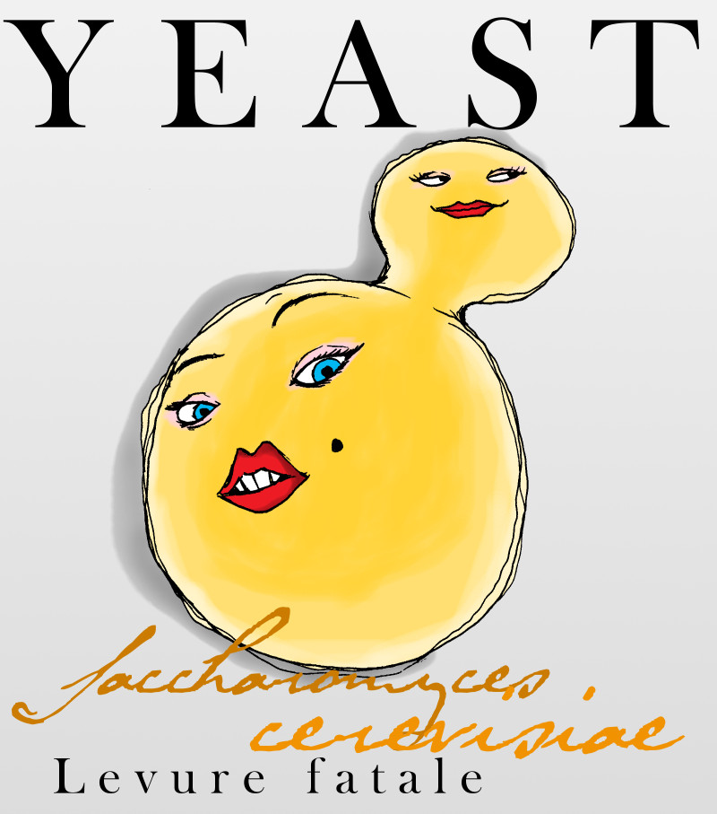 Model Organisms :: Yeast