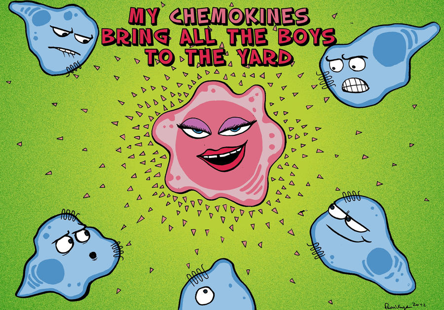 My chemokines bring all the boys to the yard!