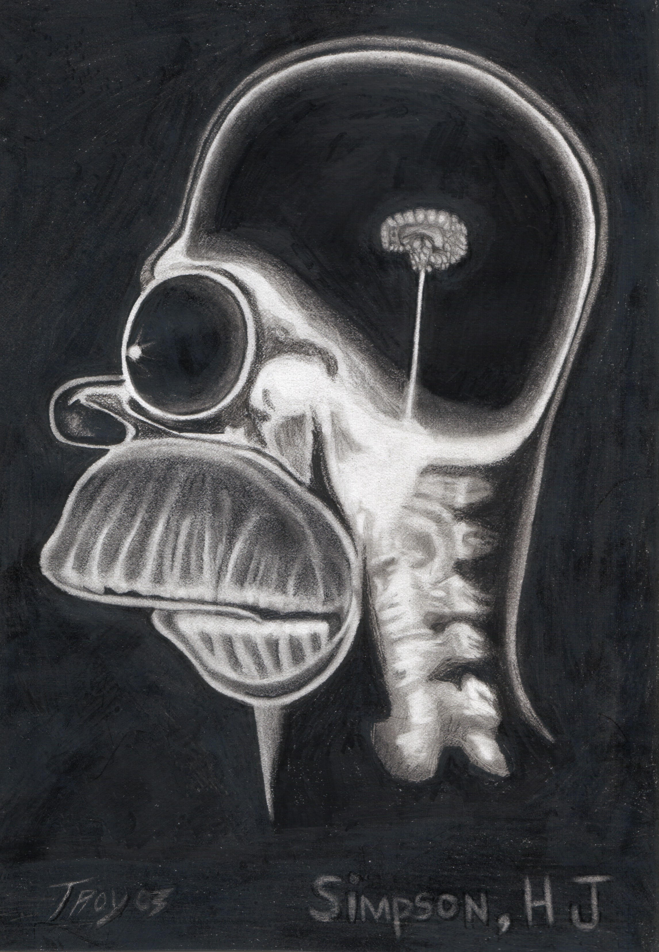Homers X Ray By Cokeglass On DeviantArt.