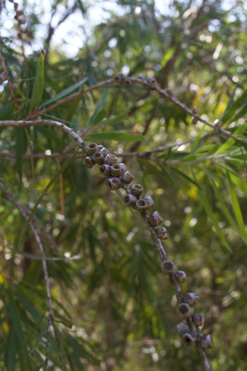 Seedpods