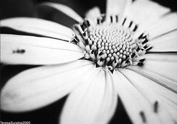 sunflower in bw