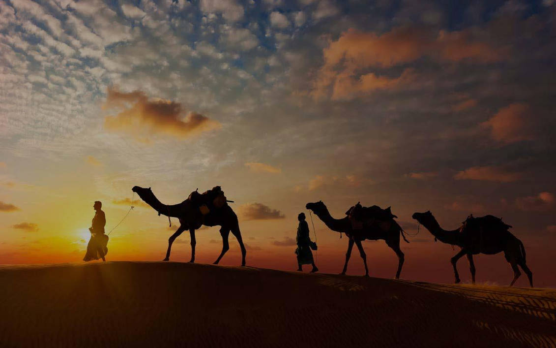 Караван пришел. Верблюды Караван. Великий шелковый путь Караван. Верблюд в пустыне. Караван с верблюдами в пустыне.