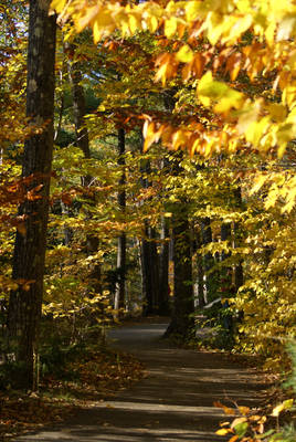 A Walk In The Woods