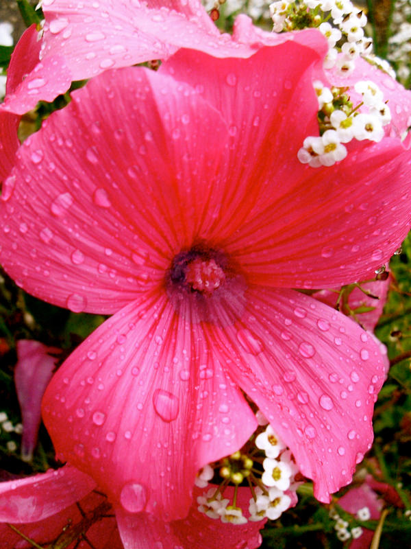 Pink flower 2