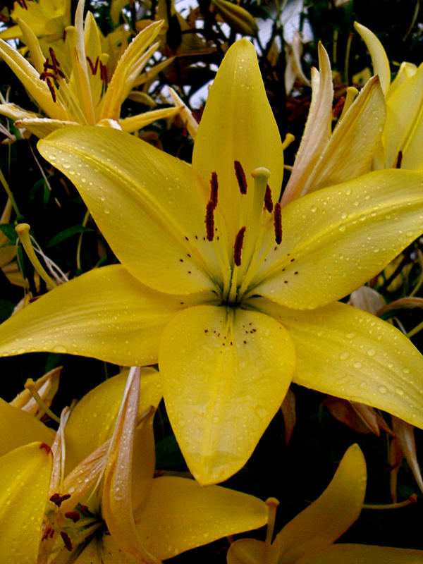 Yellow Flower