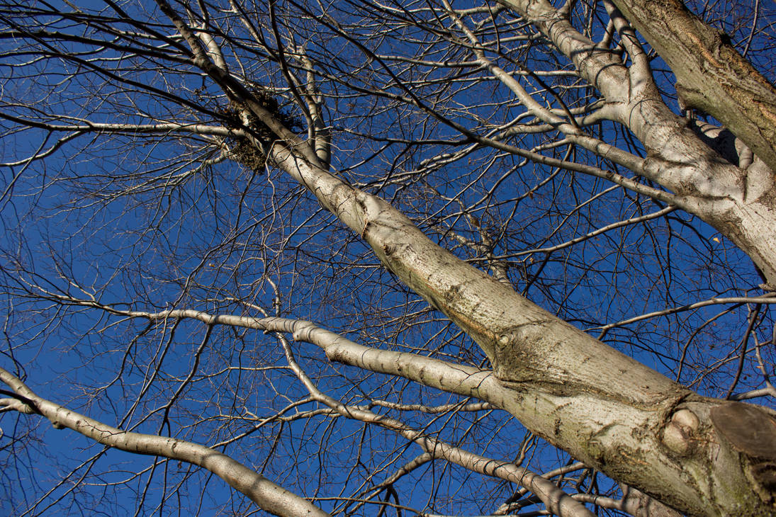 Tree Stretch by SpecialEd01 on DeviantArt