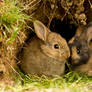 Two little bunnies