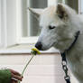 Sniffing the summer's flower