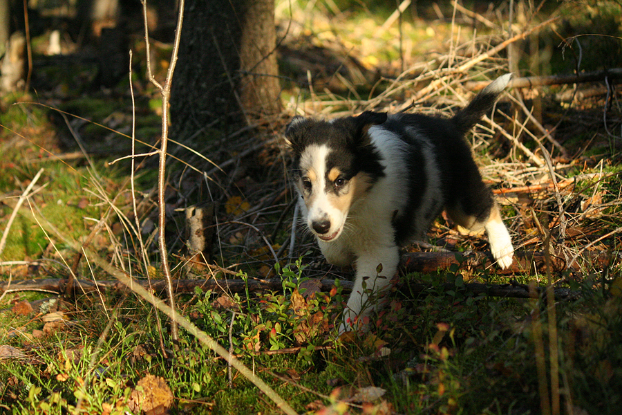 Forest's Girl