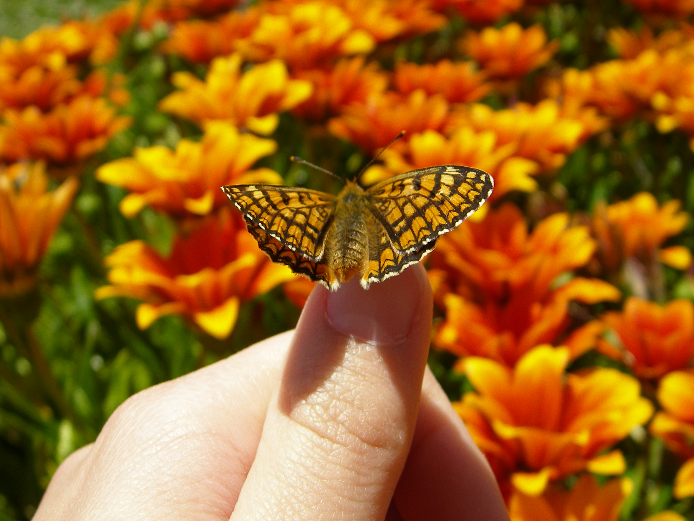 Butterfly in my finger