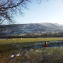 edale sheep