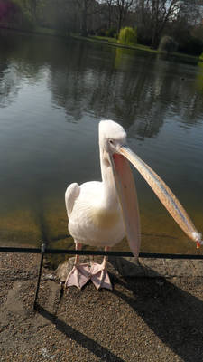 yawning pelican