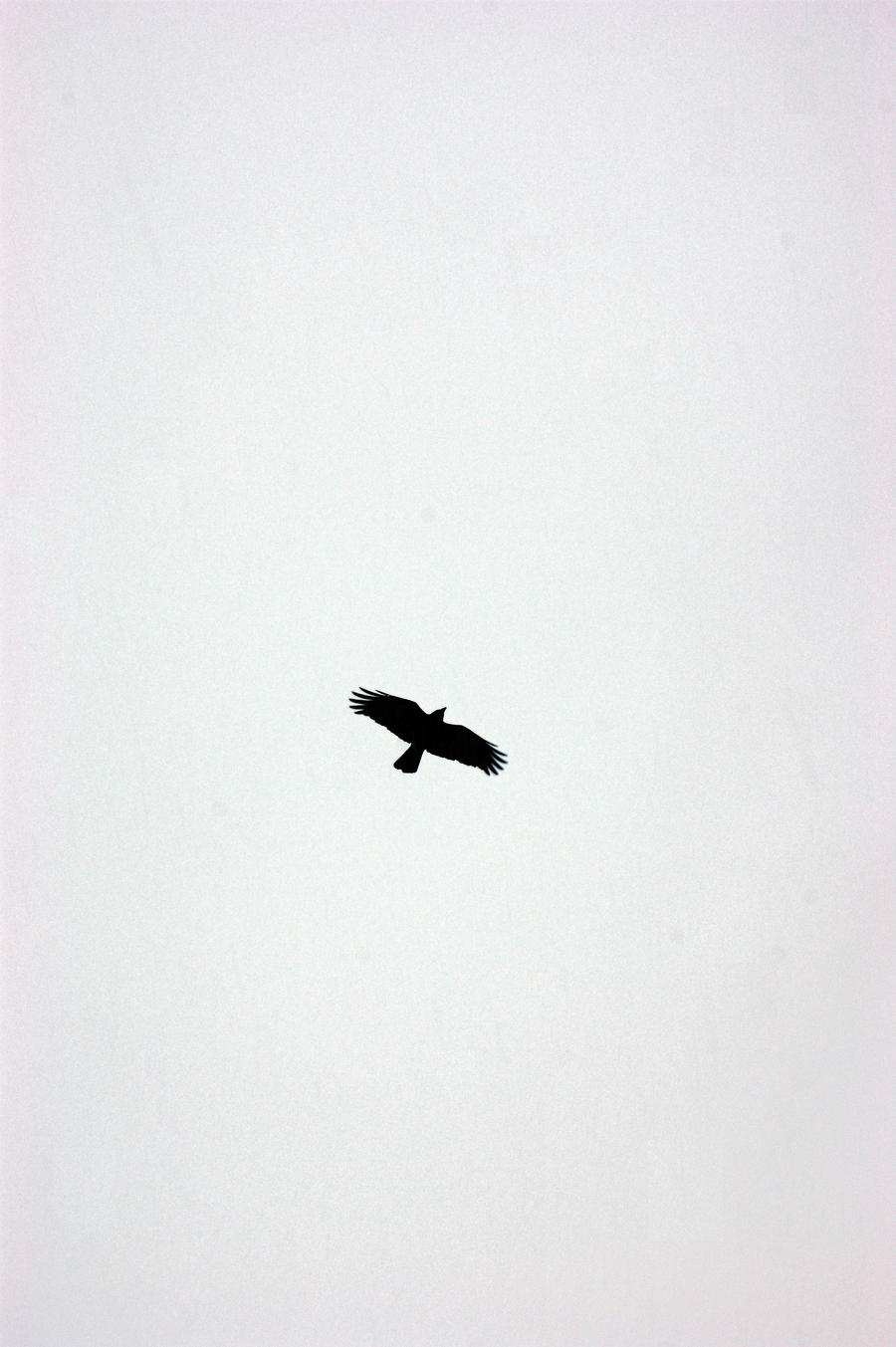 female marsh harrier in flight
