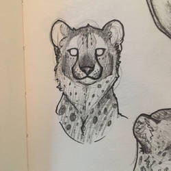 Cheetah Portrait 