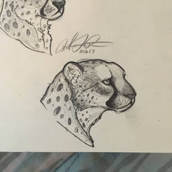Cheetah Face 