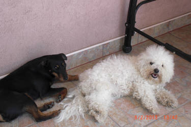 My dogs Lara and Aska