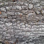 Bark Textures 04