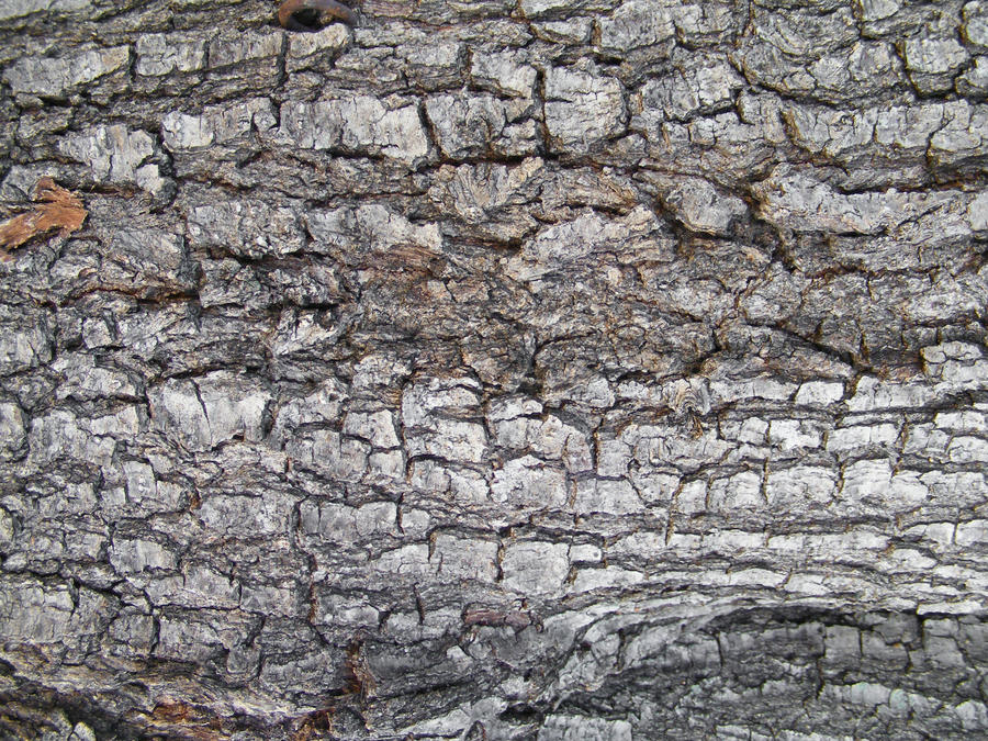 Bark Textures 04 by DKD-Stock on DeviantArt